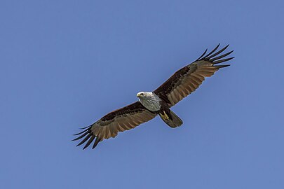 Haliastur indus intermedius in flight, Phang Nga, Thailand