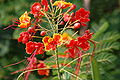 Caesalpinia pulcherrima