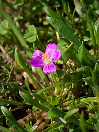 Calandrinia ciliata