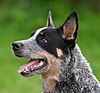 A blue Australian Cattle Dog with black mask