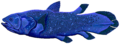 Name:Coelacanth Time:Devonian-Recent Group:Coelacanthifomes