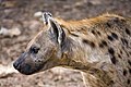Image 7A Spotted Hyena (Crocuta crocuta) in the Abuko Nature Reserve in The Gambia
