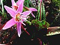 Erythronium dens-canis 'Purple King'