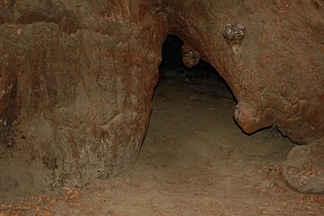 Henry Cowell Redwoods State Park, Redwood Grove. The burned-out base of a redwood tree within which Lt. John. C. Fremont camped in 1846 (large enough for two adults to shelter in comfort). Notice the rounded burl growths.