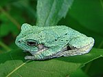 Cope's gray tree frog (Hyla chrysoscelis)