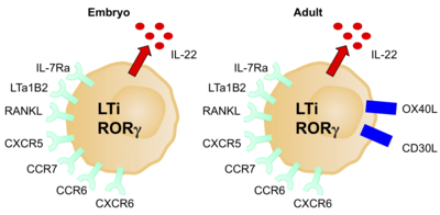 An diagram displaying two LTi cells, one from an embryo and one from an adult, with their individual characteristic phenotypic markers present on the surface of the cells.