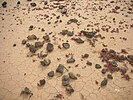 Lobos Island typical soil