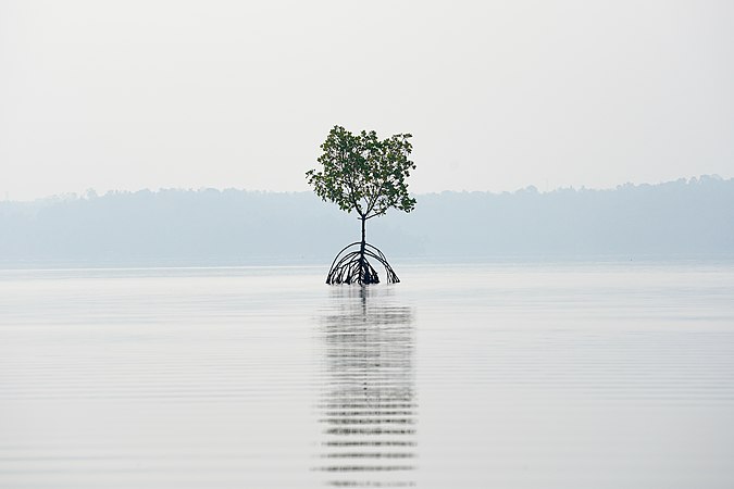 一颗孤独的红树。摄于印度喀拉拉邦奎隆的阿许塔穆迪湖。