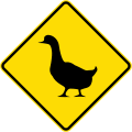 Watch for animals (ducks)