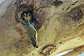 Building a nest - Redcliffe, Perth, Western Australia