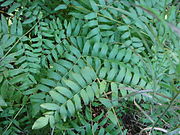 Closeup of sterile frond
