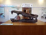 Skull of a Triassic Period dinosaur found in the Petrified Forest National Park