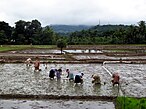 水稻田