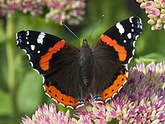 Vanessa atalanta, red admiral