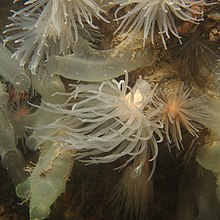 "Protanthea simplex", Sound of Mull, Scotland