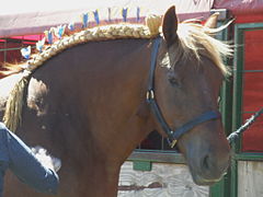 Mane roll with rosettes