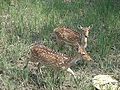 Deers of Sundarban, near Mongla, by Ashiqur Rahman