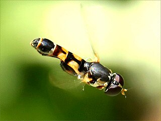 Syritta pipiens