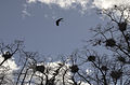 Grey herons in a tree at the entrance