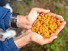 Ainselu (Golden Himalayan Raspberry) from Nepal