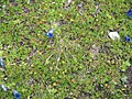 Alchemilla pentaphyllea & Gentiana alpina