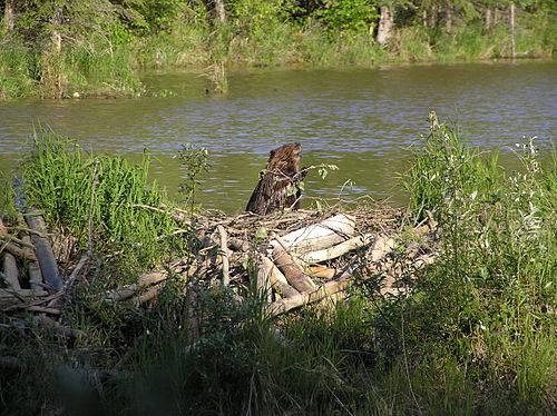 American beaver guarding its pond, Alaska