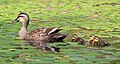 Adult with ducklings