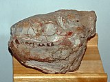 Merycoidodon gracilis from South Dakota. Skull
