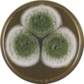 Aspergillus transmontanensis growing on MEAOX plate