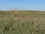 Willa Cather Memorial Prairie in Webster County, Nebraska.