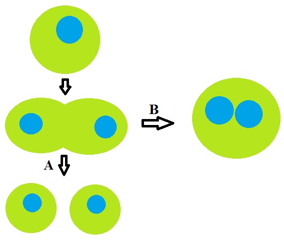 File:Cleavage Furrow Regression.tif