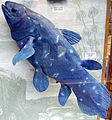Coelacanth (not extinct)