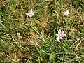 Colchicum autumnale a week later