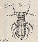 Drawing of an aphid by Charles De Geer