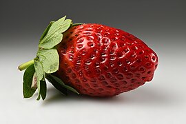 Garden strawberry (Fragaria × ananassa) single2