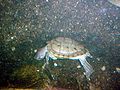 Barbour's Map Turtle