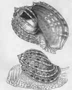 Harpa ventricosa