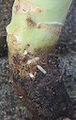 Delia radicum Athomyiidae larvae feeding on cauliflower