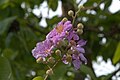 Lagerstroemia speciosa