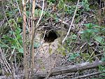 Hole in the ground dug by a fox as its burrow.