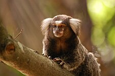 Common marmoset (Callithrix jacchus)