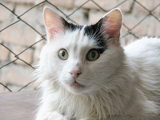 Turkish Van