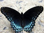 Red-spotted purple/white admiral
