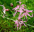 Lychnis flos-cuculi, ragged Robin 27 Jun 09