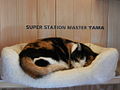 Tama napping in the new station office, February 2012