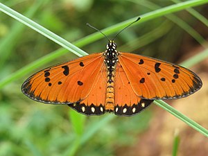 Dorsal view