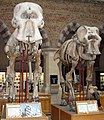 非洲及亚洲象骨头