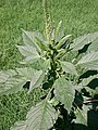 长芒苋（Amaranthus palmeri）