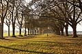 This avenue in Wandsworth Park is beautiful in all times of the year because of it's proximity to the Thames River