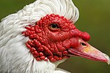 The face of the Muscovy duck is covered with red wattles.